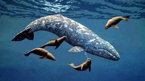 gray-whale.jpg