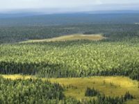 Где же он, Волшебный лес?