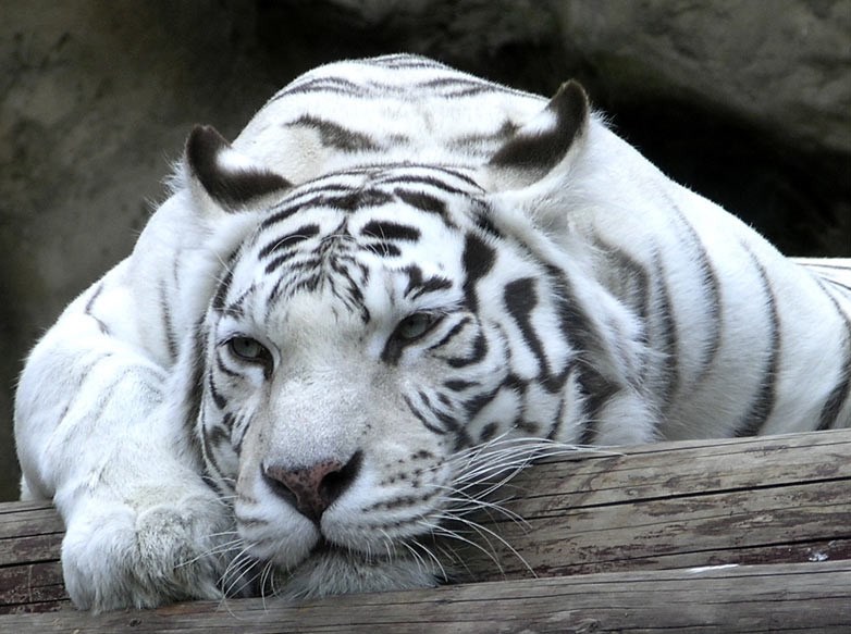 bengal1.jpg