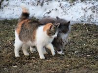 Голосование за приз зрительских симпатий