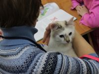 В Маршаковке пройдёт «Кошкин день»