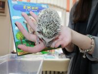 На Экофесте Маршаковка представит реальных и литературных ежей