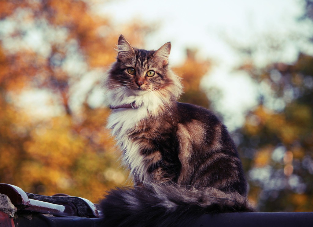 koshka-kot-koshak-kote-kisa.jpg