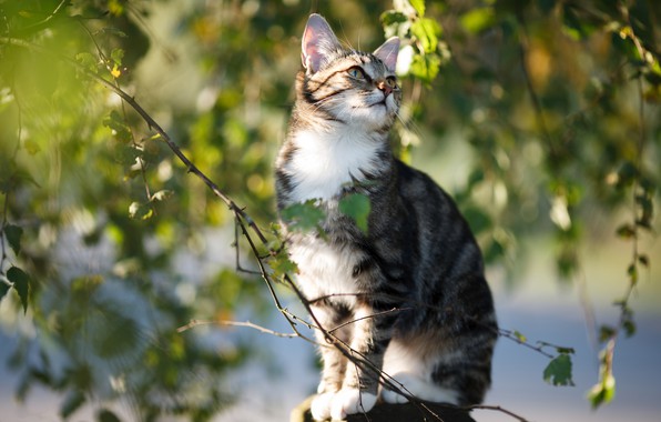 kotenok-kot-koshka-vetki-listia-sidit.jpg