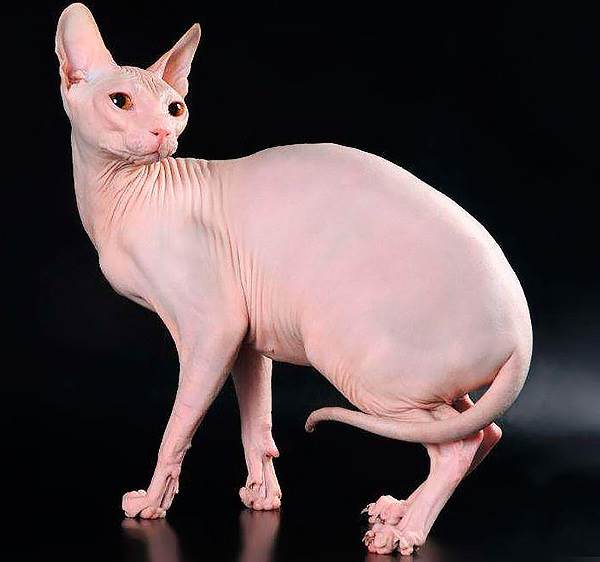 12_Sfinks.jpg