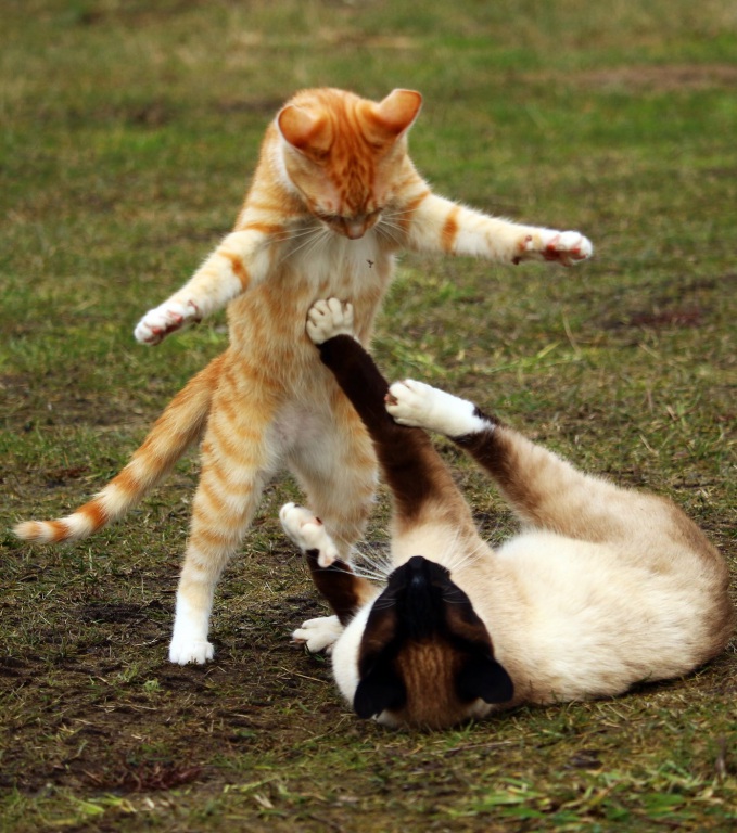 cat-1234950_19201.jpg