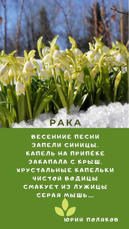 Sinyaya_s_Belym_Sneghinka_i_Fotografiya_Zitata_o_Zime_Istoriya_(12).jpg