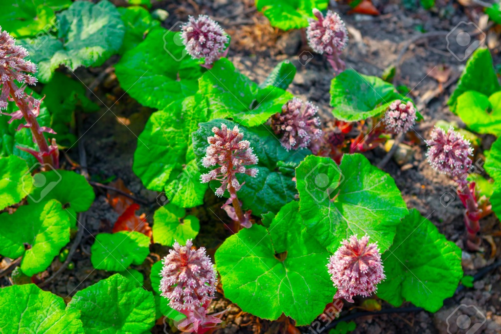 196845901-green-leaves-with-flowers-in-bloom-.-blossom-nature-background.jpg