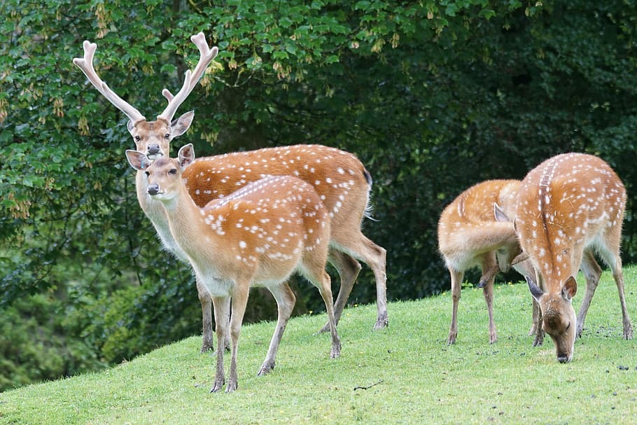 sika-deer-hirsch-noble-deer-mammal.jpg