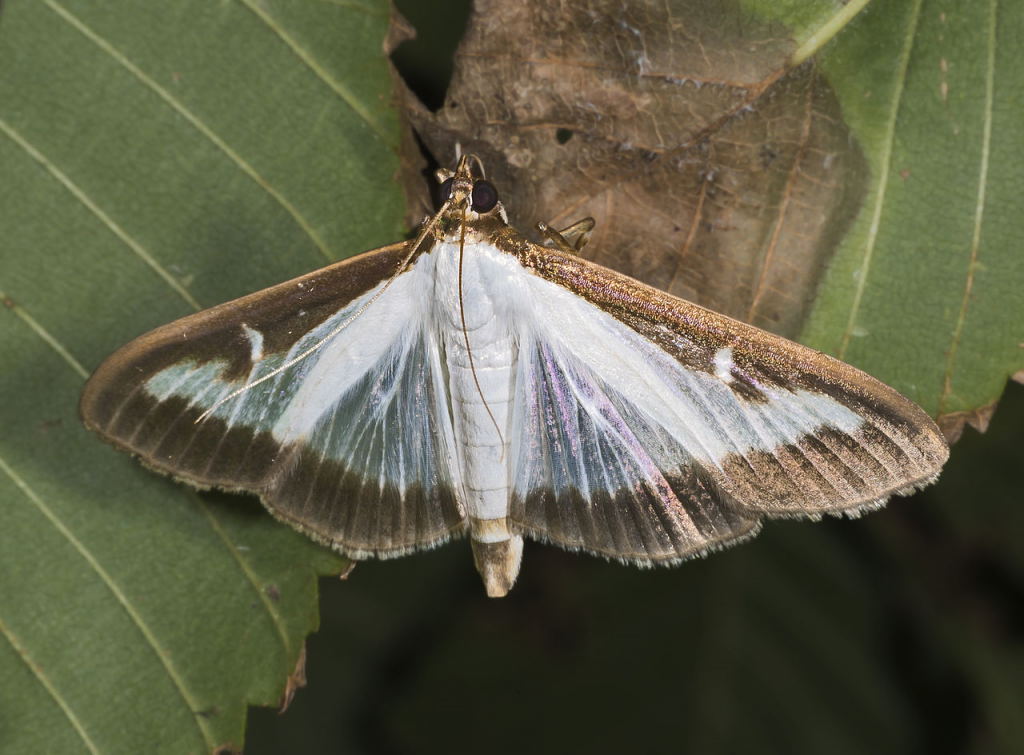 Cydalima_perspectalis_MHNT_Imago.png