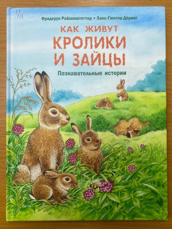kroliki.jpg