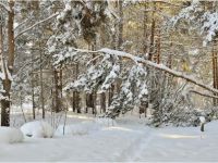 Снежная тропинка