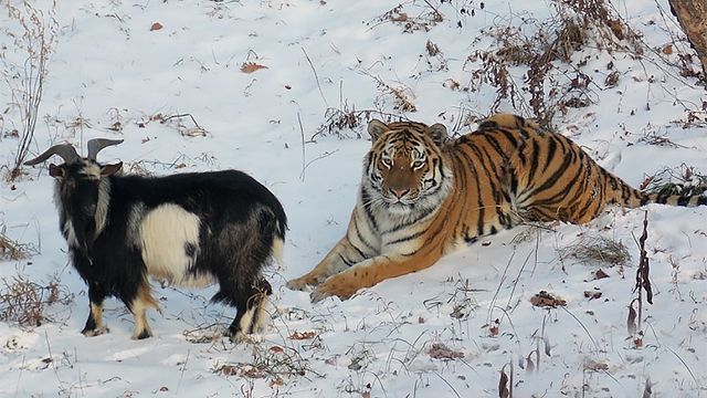 Amur.jpg