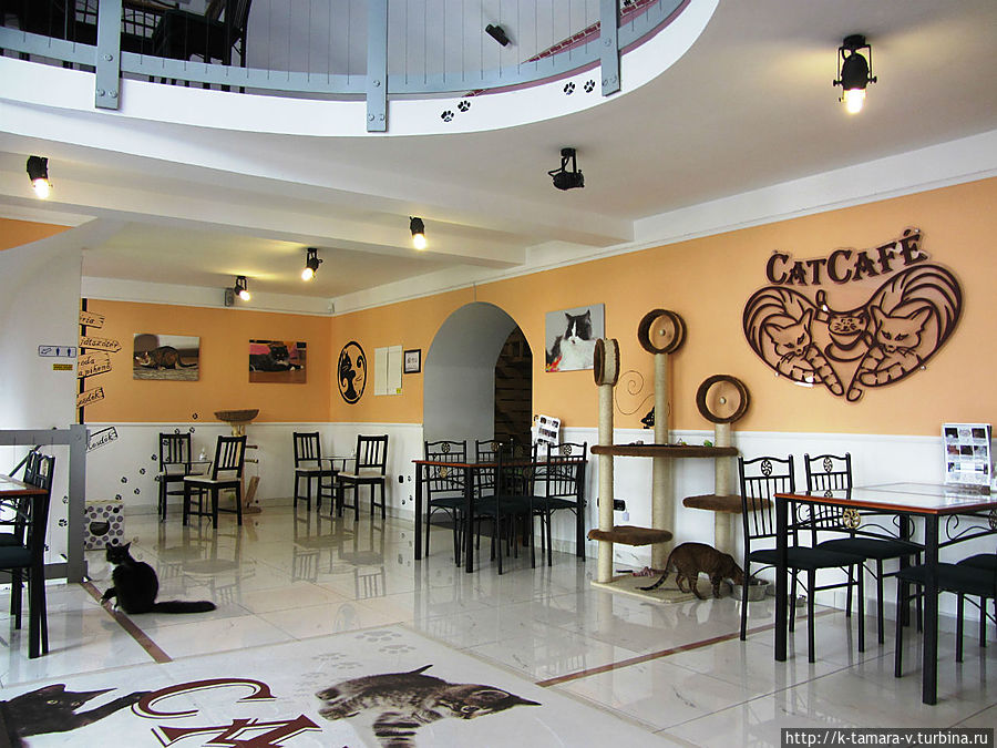 Kafe-s-Murkami-i-Barsikam.jpg